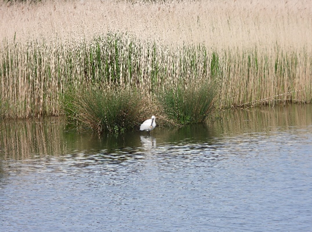 Lepelaar (Zevenhuizerplas). Foto van Jikke Lont.